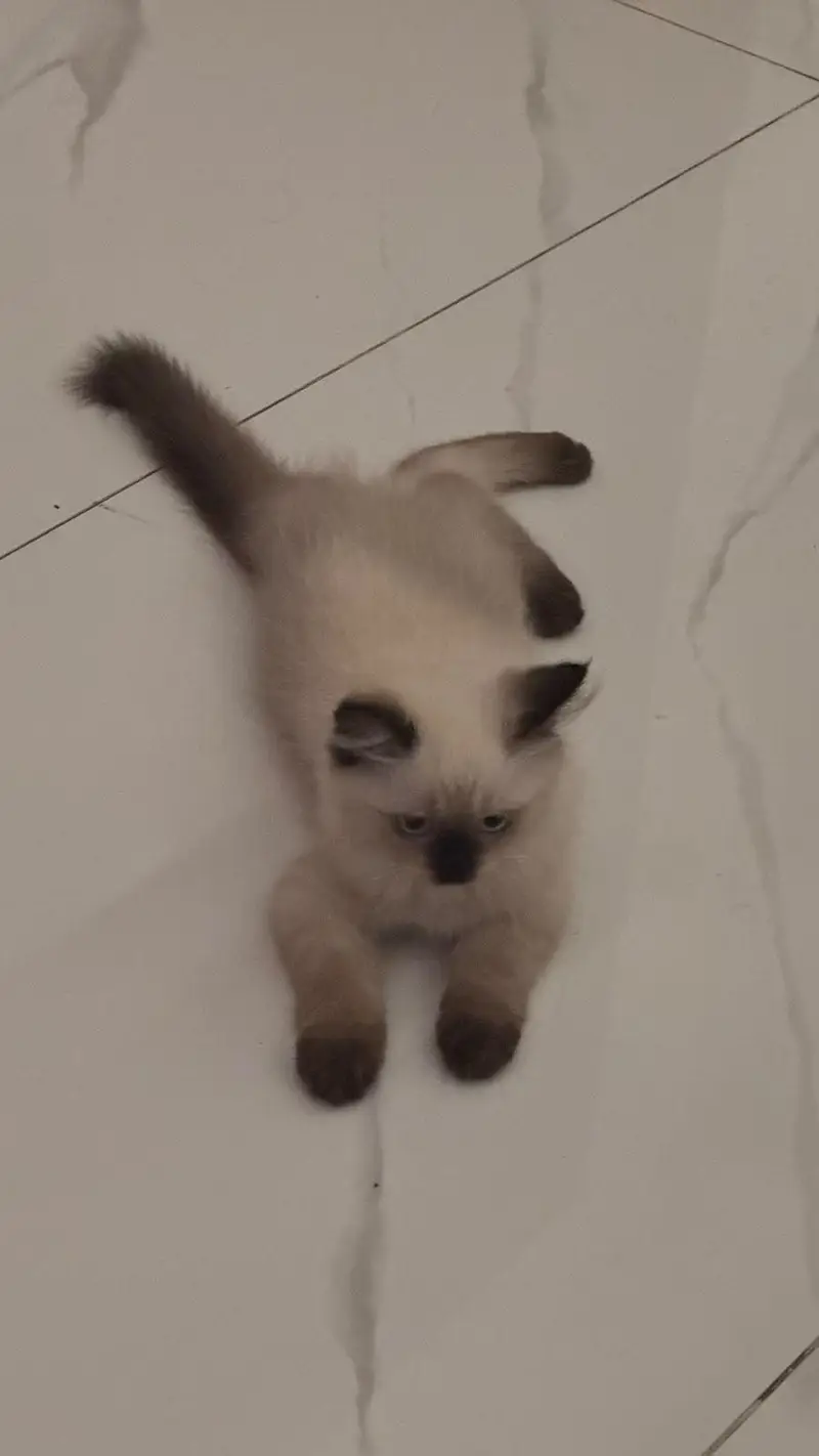 Ragdoll mink cat - 3 months old — photo 3
