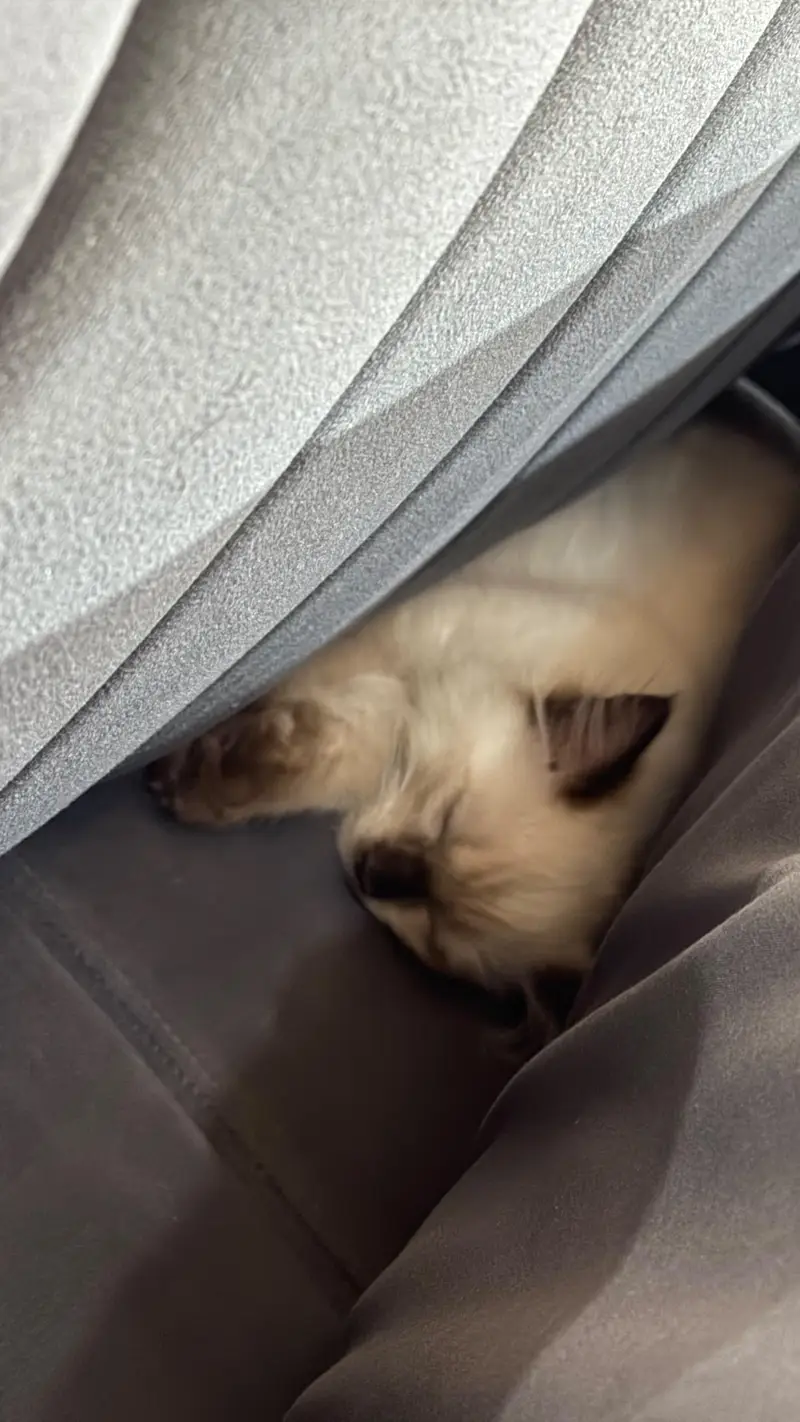 Ragdoll mink cat - 3 months old — photo 4