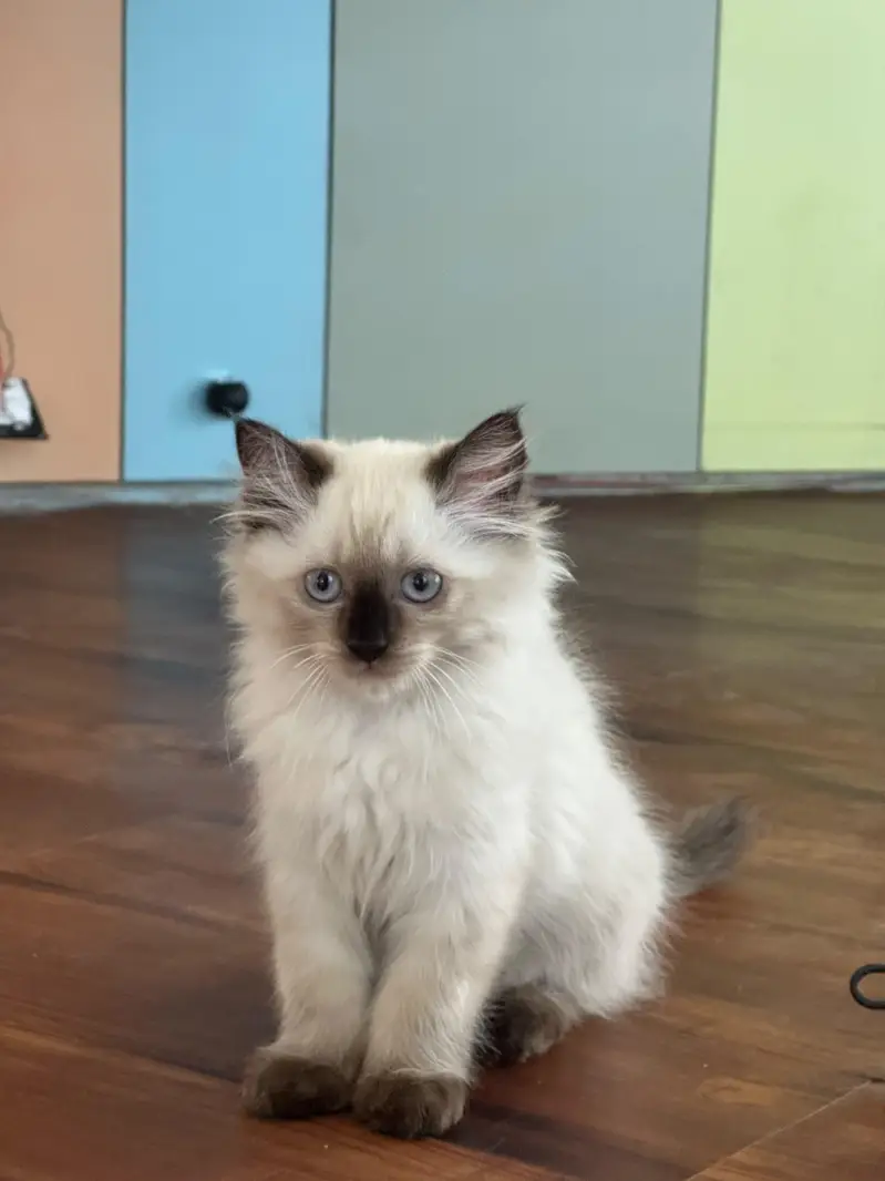 Ragdoll mink cat - 3 months old — photo 5