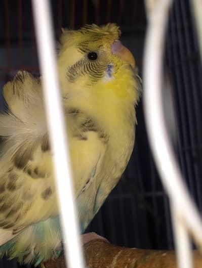 MAASHAALLAH  HOGOROMO RECESSIVE PIED ADULT MALELOOKING FOR NEW HOM