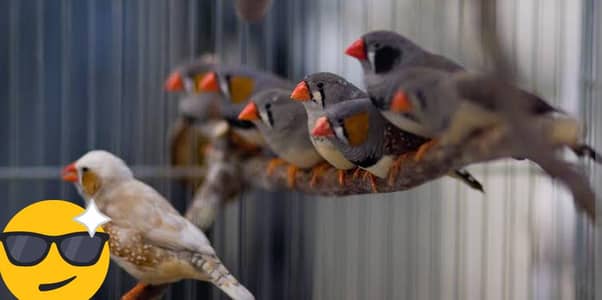 parrot zabir finch
