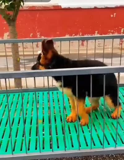 Pure German Shepherd long code puppy for sale my WhatsApp 03413996191