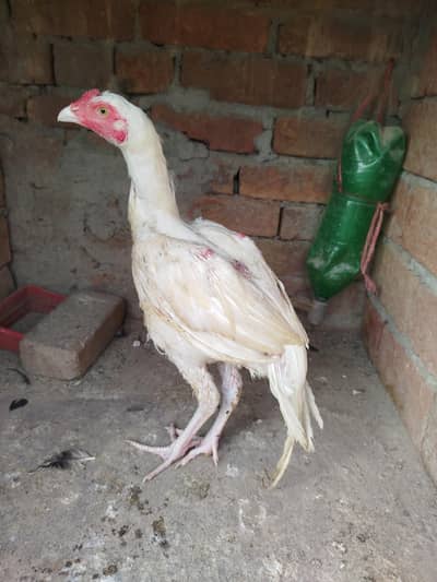 Heera Aseel Patha