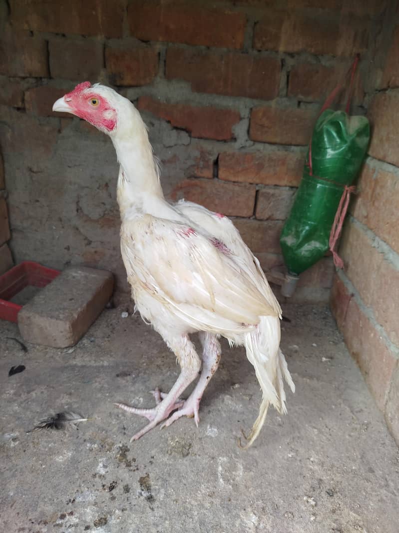 Heera Aseel Patha 0