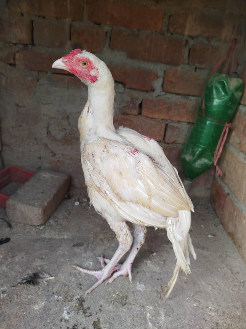 Heera Aseel Patha 1