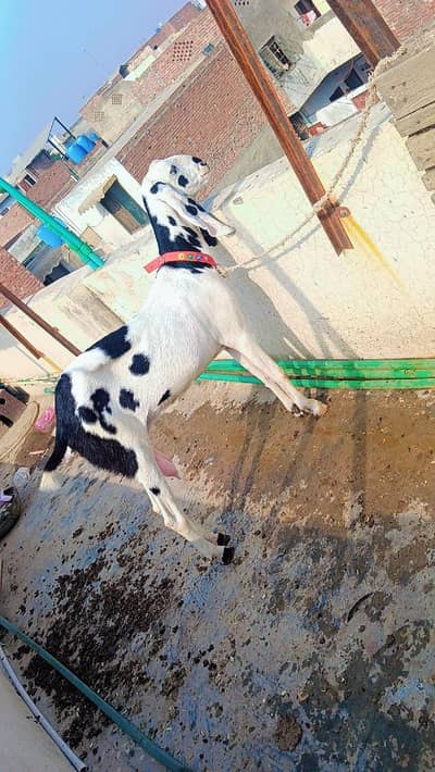 4 dant doodh wali bakri Ablack bakri pure honk wali cheez 4 dant hoi