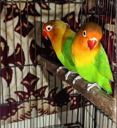 parrot greenfisher