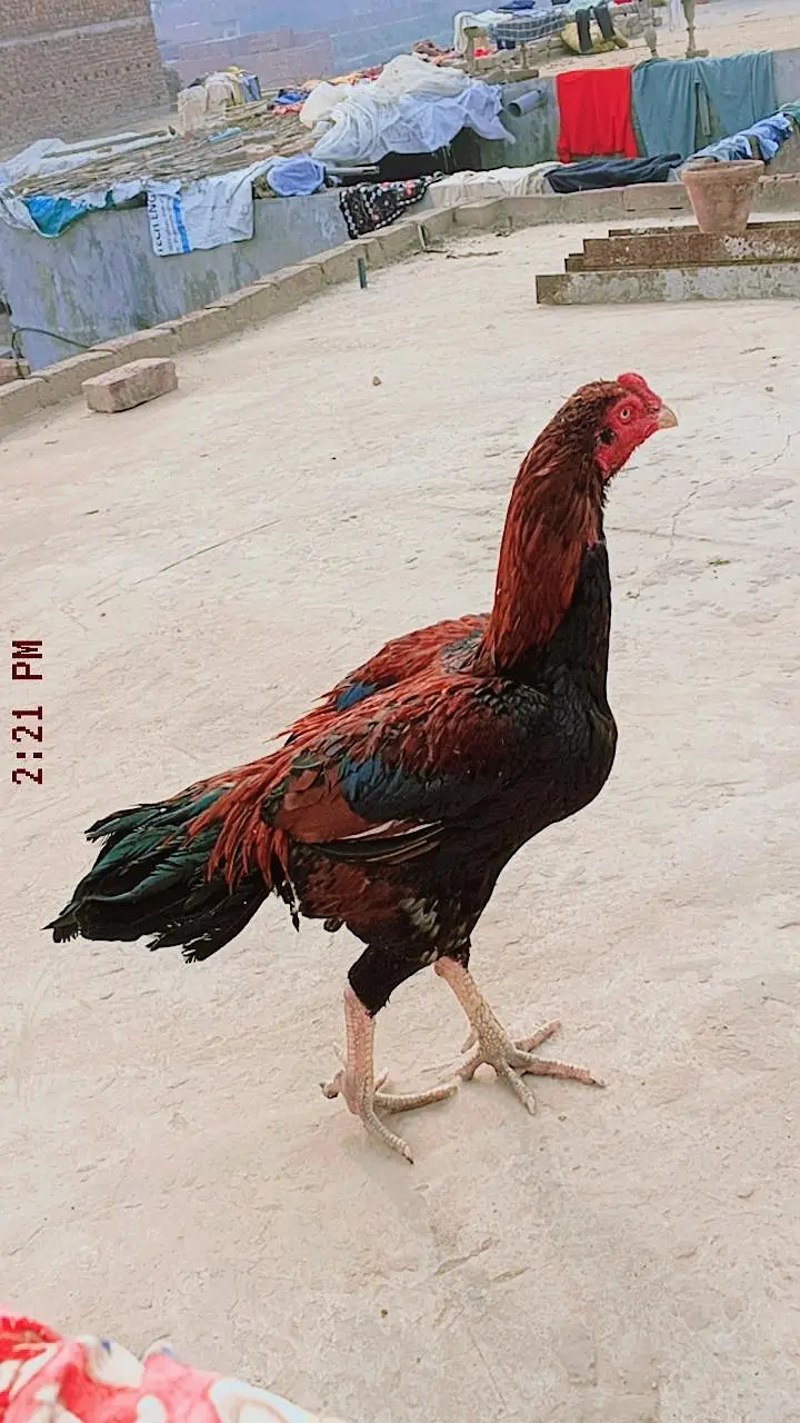 Aseel Murgiya murga — photo 2
