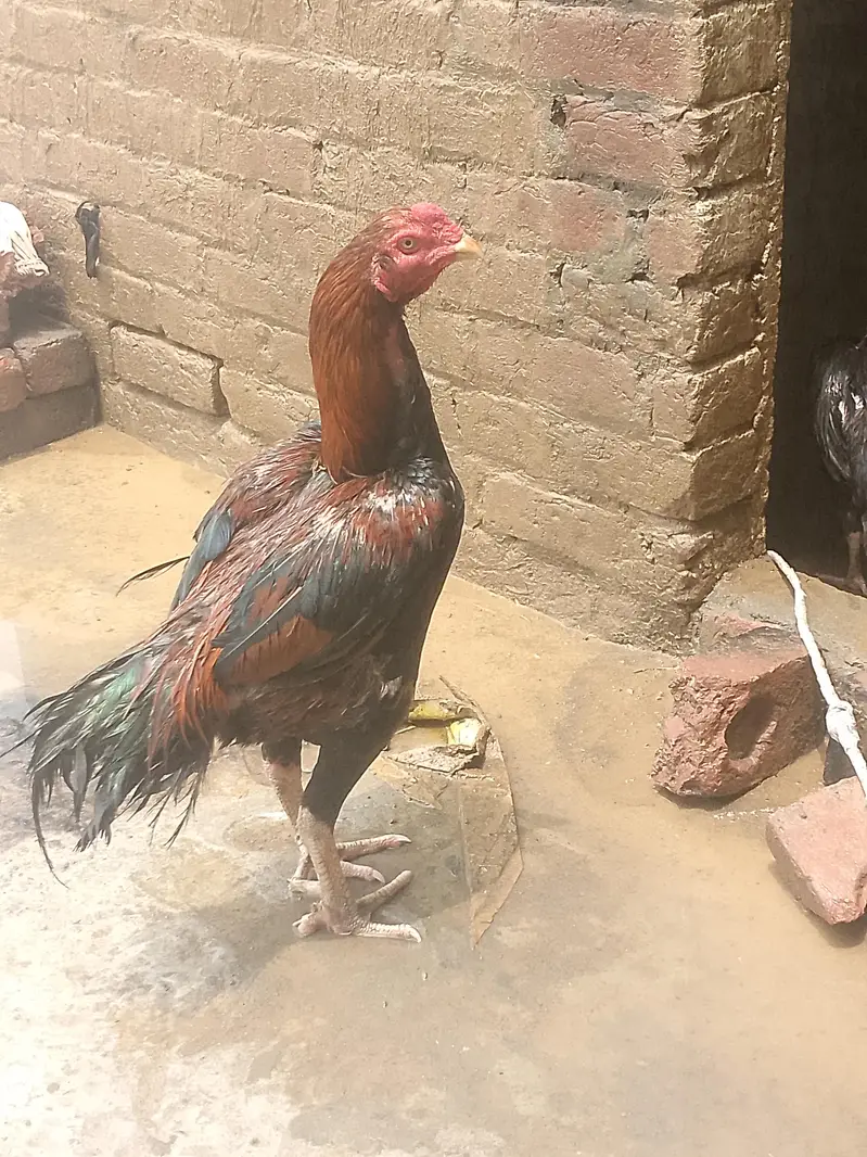 Aseel Murgiya murga — photo 6