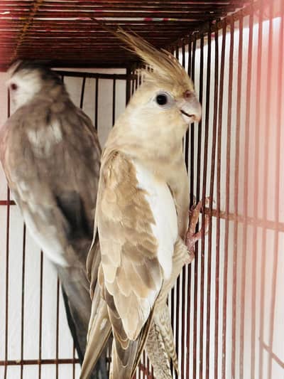 Charcoal Cocktai Breederl Pair | Good Size