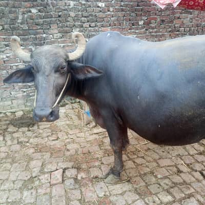 buffalo