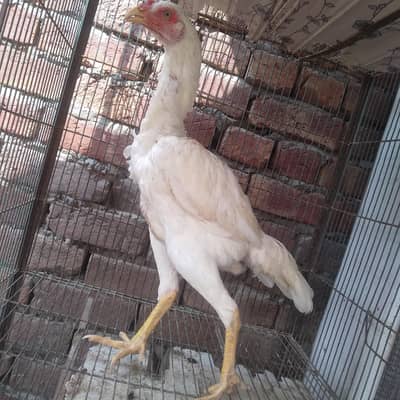 for sale