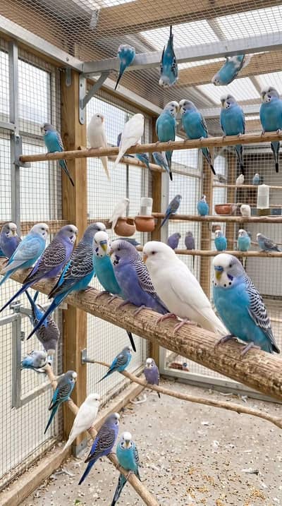 Beautiful Budgies Parrots for Sale