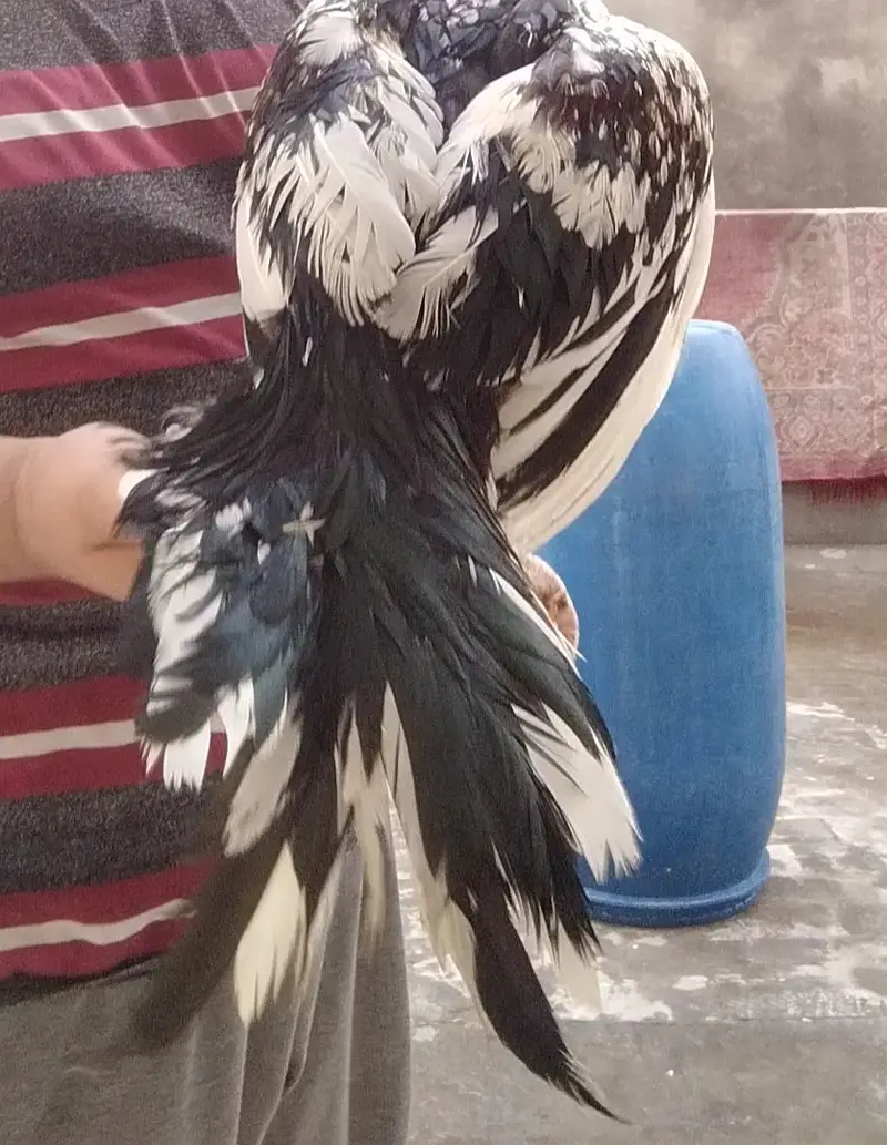 Aseel murga (Desi breed) — photo 3