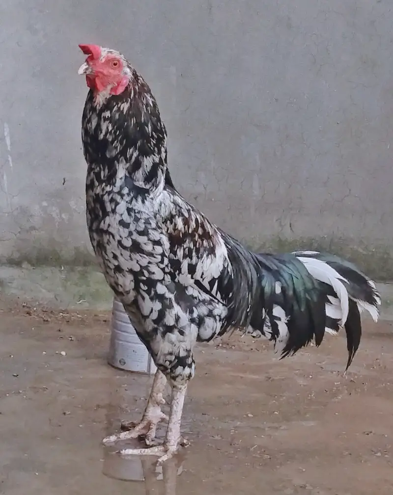 Aseel murga (Desi breed) — photo 4