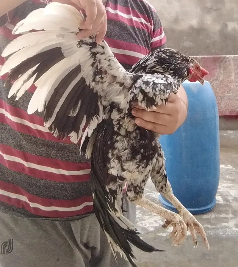 Aseel murga (Desi breed) — photo 5