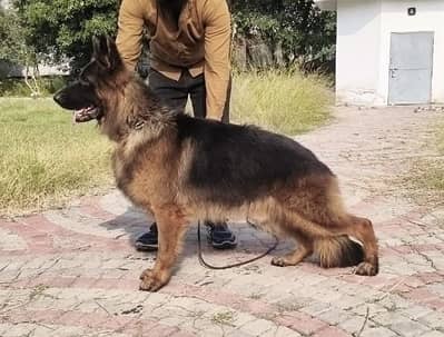 Show Quality Pedigreed German Shepherd Long coat