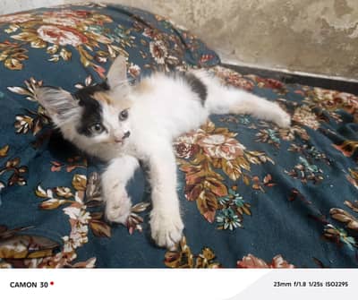 Cat for Adoption