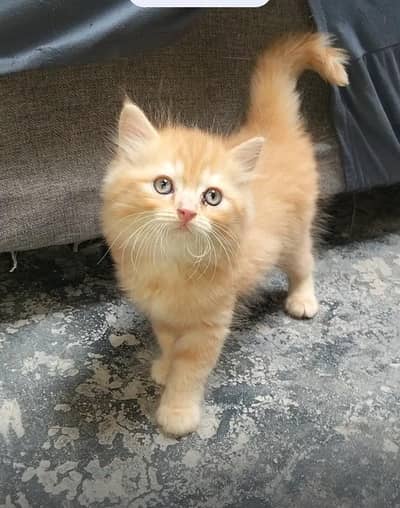 Persian kitten for sale