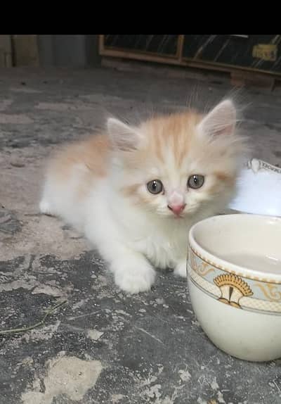 Persian kitten for sale