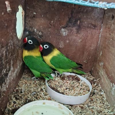 Lovebirds Breeding Pair