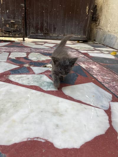kid of cat for sale