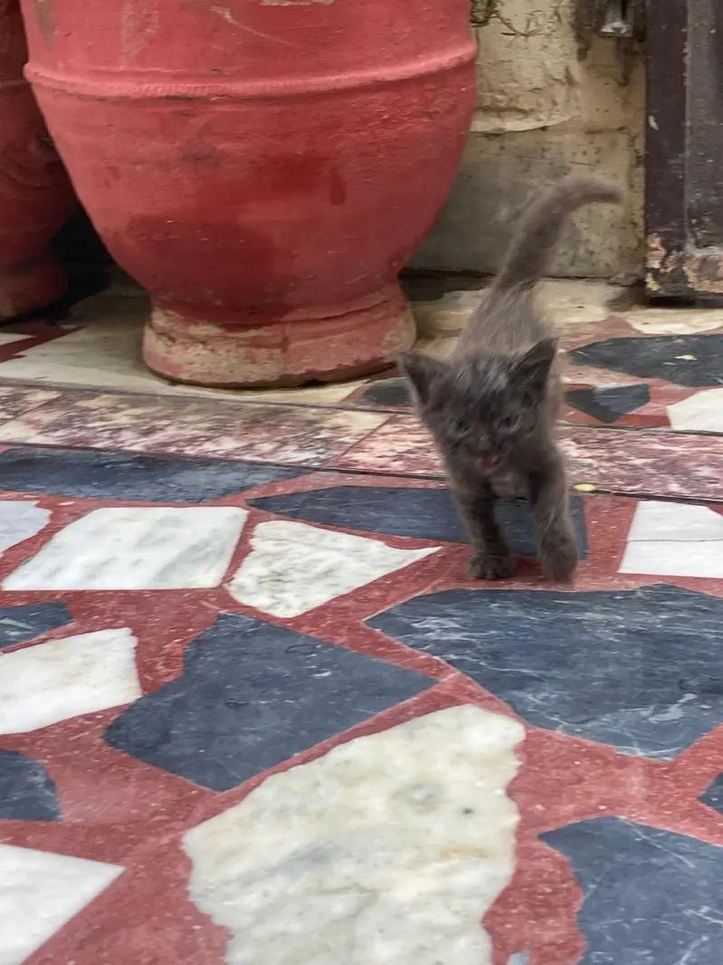 kid of cat for sale — photo 2