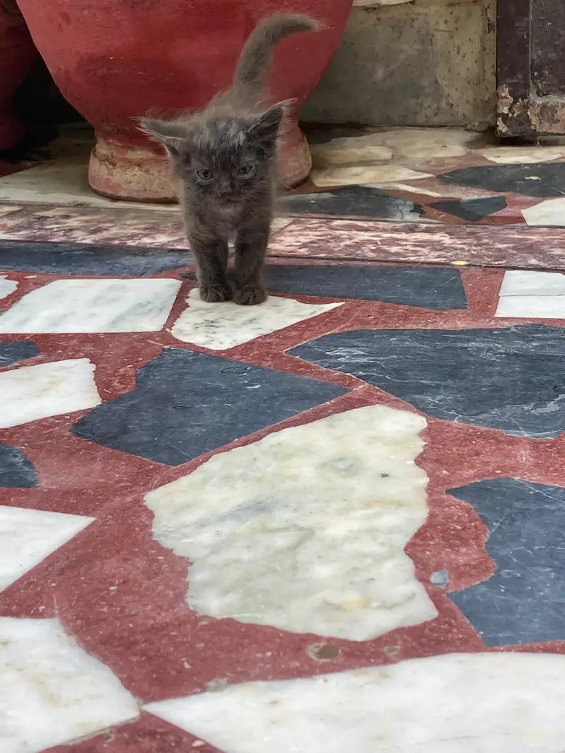 kid of cat for sale — photo 3