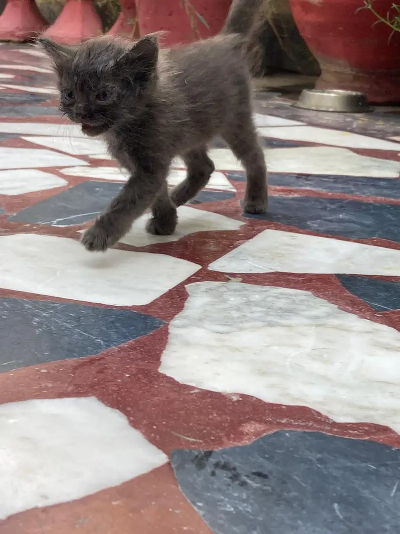kid of cat for sale — photo 4