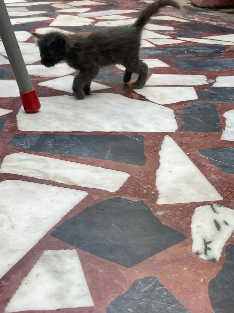 kid of cat for sale — photo 5