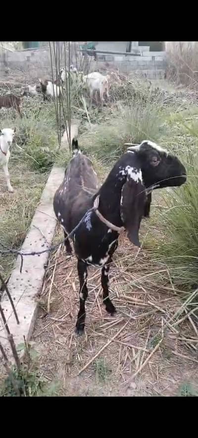 2 dasi cross Bakrua