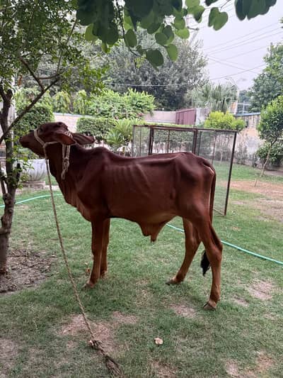 2 Sahiwal Male calves available for sale