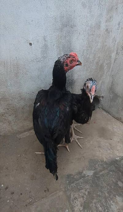 mianwali chicks| Sindhi chicks| bengum chicks| aseel chicks pair|