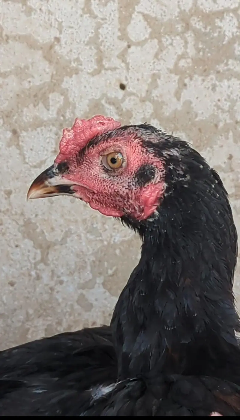 mianwali chicks| Sindhi chicks| bengum chicks| aseel chicks pair| — photo 2