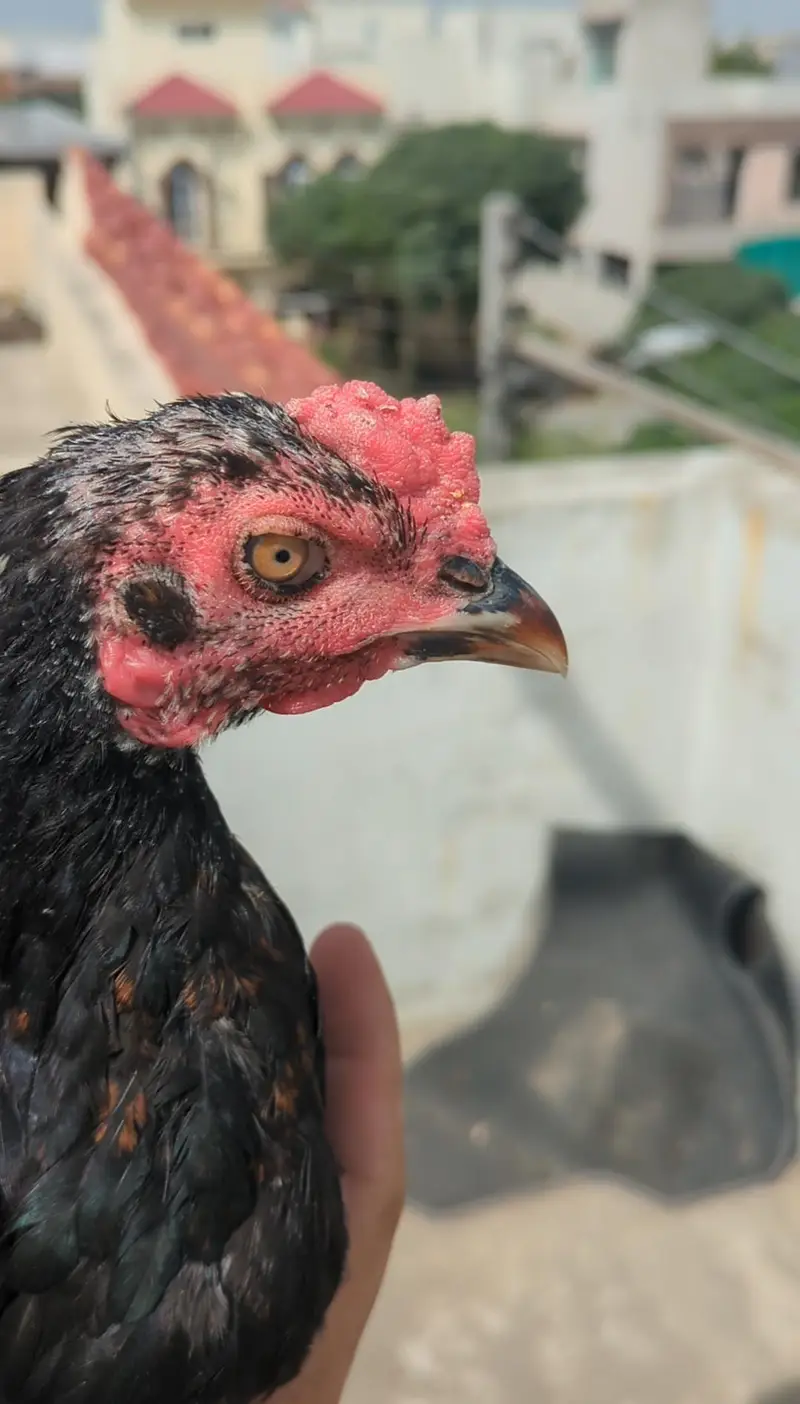 mianwali chicks| Sindhi chicks| bengum chicks| aseel chicks pair| — photo 3