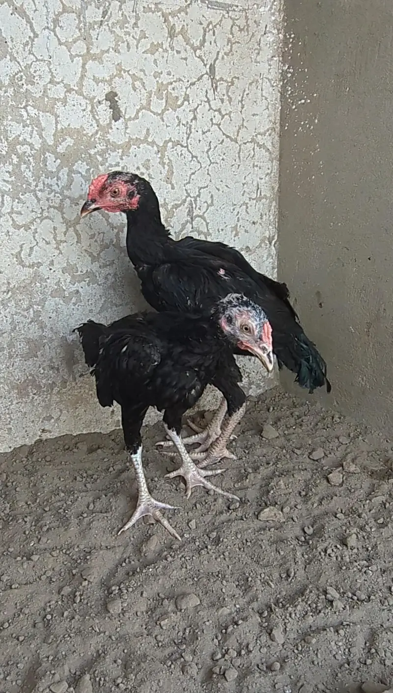 mianwali chicks| Sindhi chicks| bengum chicks| aseel chicks pair| — photo 5