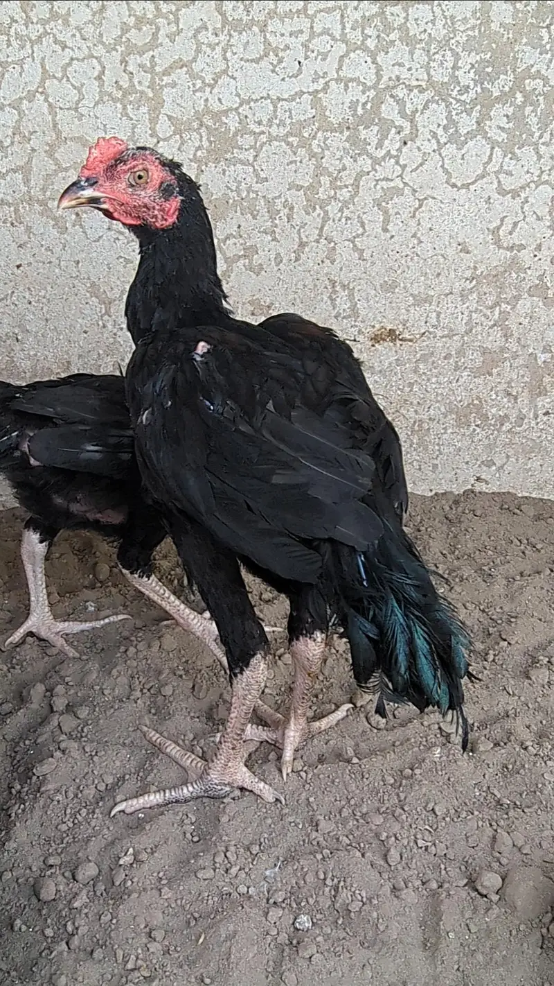 mianwali chicks| Sindhi chicks| bengum chicks| aseel chicks pair| — photo 6