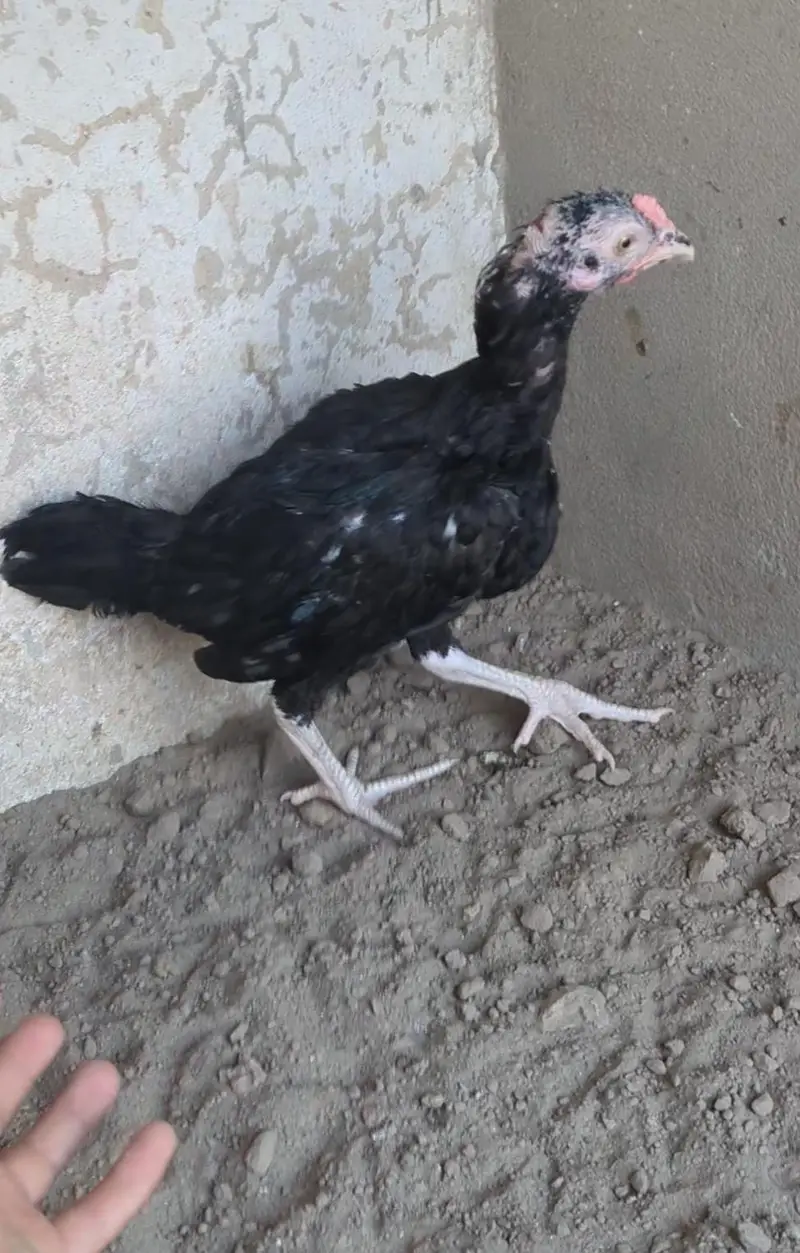 mianwali chicks| Sindhi chicks| bengum chicks| aseel chicks pair| — photo 7