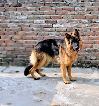 long cot gsd top quailty 03015860075
