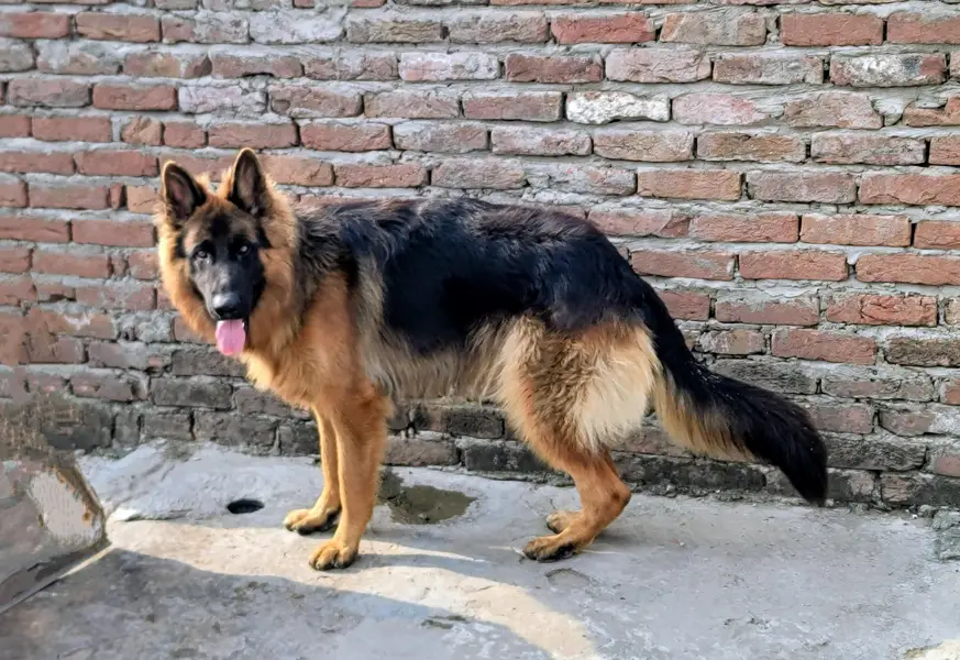 long cot gsd top quailty 03015860075 — photo 2