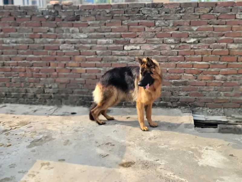 long cot gsd top quailty 03015860075 — photo 3