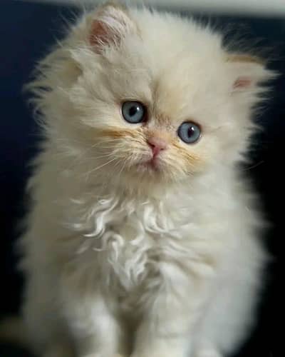Cat | kittens | Persian | Male | Female | Pair |Wtsp me 0348# Ö163Ö63#