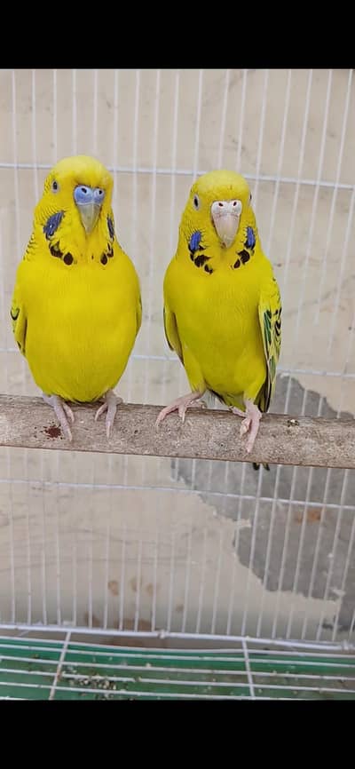King Size Lemon TCB & Rainbow Pair & Voilet Male Top Quality birds