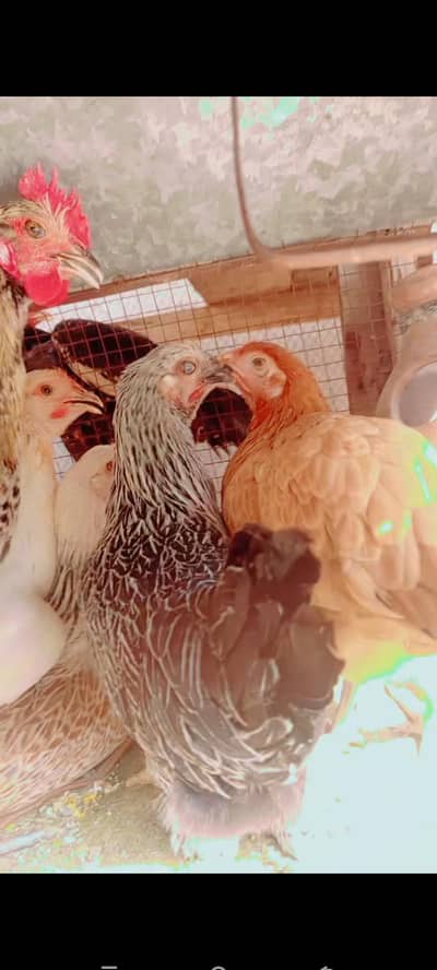 1Cook 4 hen's for sale in Multan khad factory k pas