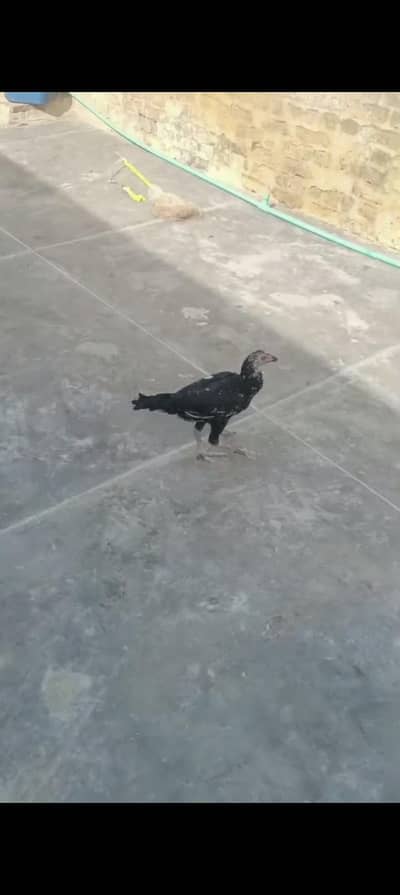 asaal mushka black murghi with 4 pathay of 6 month age
