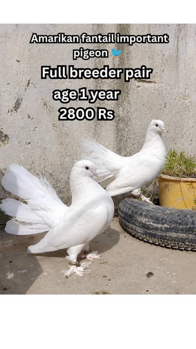 breeder pair fore sale