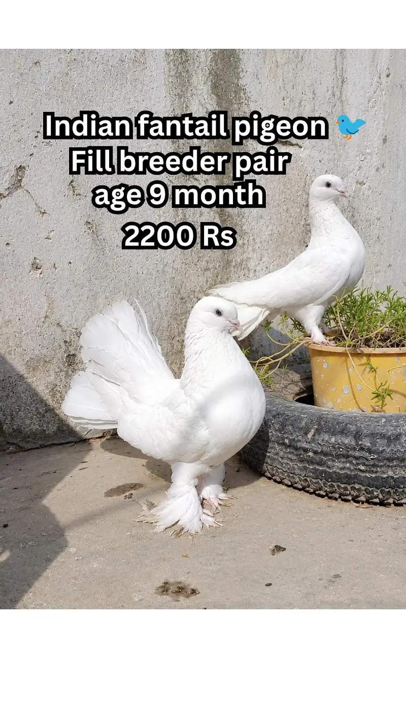 breeder pair fore sale — photo 2