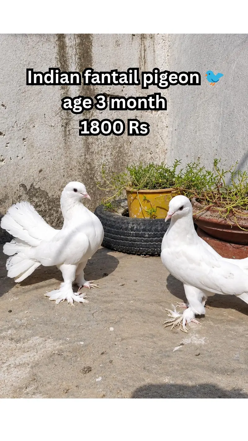 breeder pair fore sale — photo 3