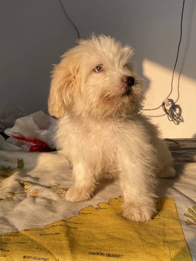 Maltese female puppy