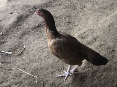 Home breed for sale exchange possible